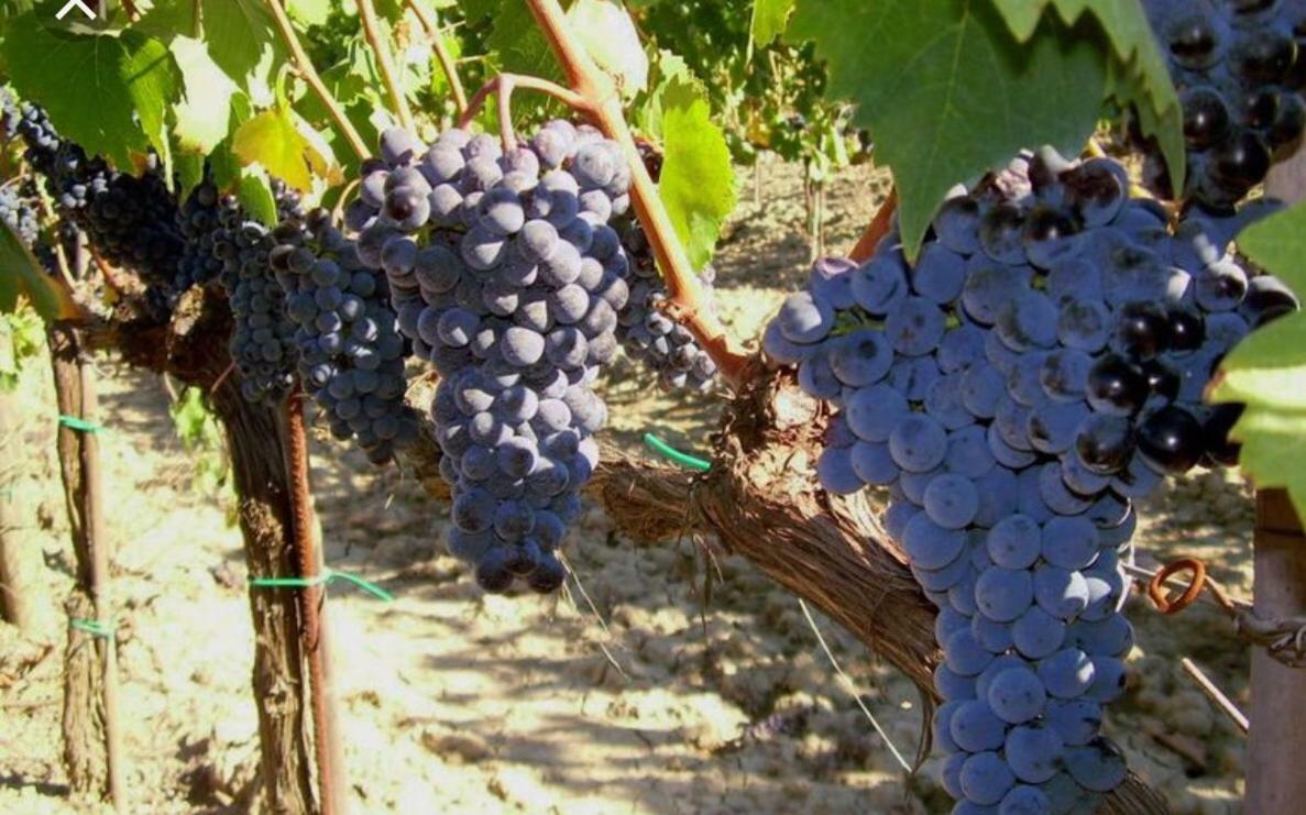 Cordella In Montalcino Wine Resort Экстерьер фото